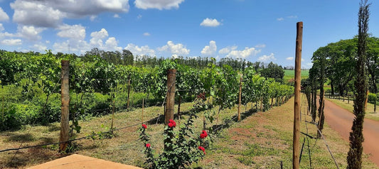 Vinícola Biagi